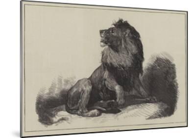 The Maccarte Lion Giclee Print Art Com The Maccarte Lion Giclee Print Art Com