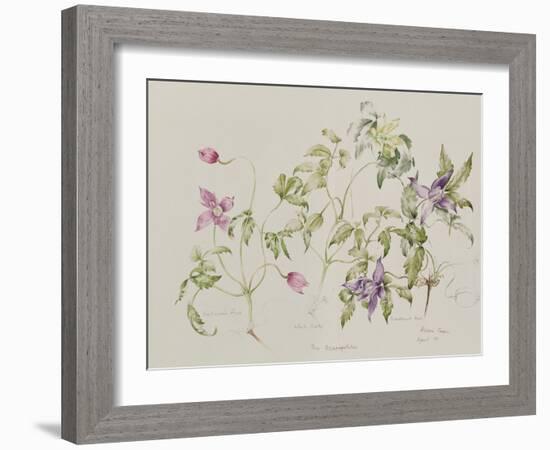 The Macropetalas-Alison Cooper-Framed Giclee Print