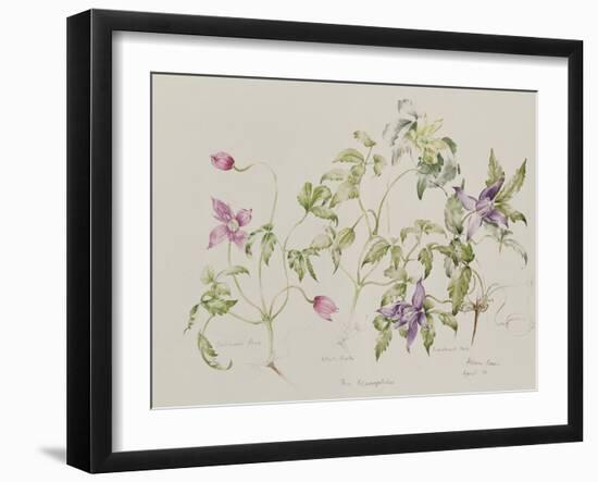 The Macropetalas-Alison Cooper-Framed Giclee Print