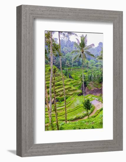 The magnificent Tegallalang Rice Terraces viewed from above in a forest of palm trees.-Greg Johnston-Framed Photographic Print