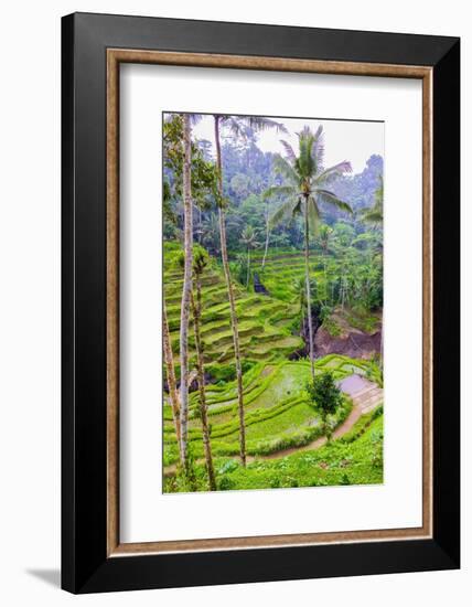 The magnificent Tegallalang Rice Terraces viewed from above in a forest of palm trees.-Greg Johnston-Framed Photographic Print