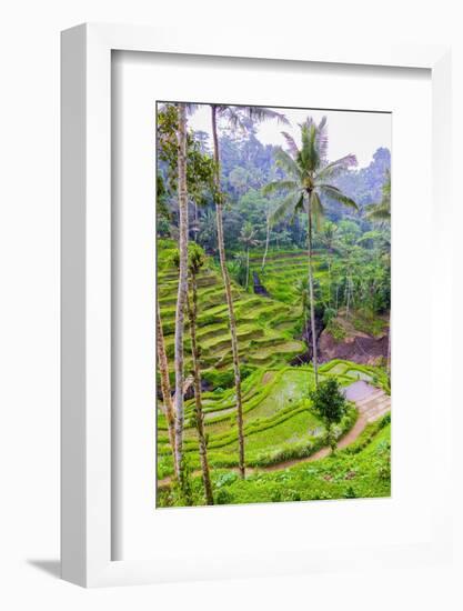 The magnificent Tegallalang Rice Terraces viewed from above in a forest of palm trees.-Greg Johnston-Framed Photographic Print