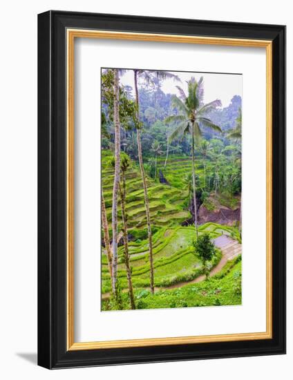 The magnificent Tegallalang Rice Terraces viewed from above in a forest of palm trees.-Greg Johnston-Framed Photographic Print