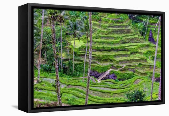 The magnificent Tegallalang Rice Terraces viewed from above in a forest of palm trees.-Greg Johnston-Framed Premier Image Canvas