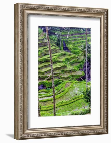 The magnificent Tegallalang Rice Terraces viewed from above in a forest of palm trees.-Greg Johnston-Framed Photographic Print