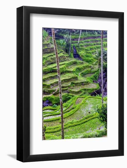 The magnificent Tegallalang Rice Terraces viewed from above in a forest of palm trees.-Greg Johnston-Framed Photographic Print