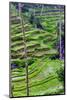 The magnificent Tegallalang Rice Terraces viewed from above in a forest of palm trees.-Greg Johnston-Mounted Photographic Print