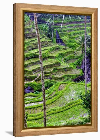 The magnificent Tegallalang Rice Terraces viewed from above in a forest of palm trees.-Greg Johnston-Framed Premier Image Canvas