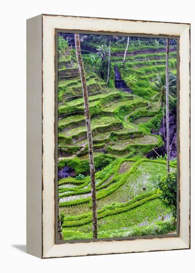 The magnificent Tegallalang Rice Terraces viewed from above in a forest of palm trees.-Greg Johnston-Framed Premier Image Canvas