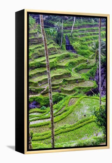 The magnificent Tegallalang Rice Terraces viewed from above in a forest of palm trees.-Greg Johnston-Framed Premier Image Canvas