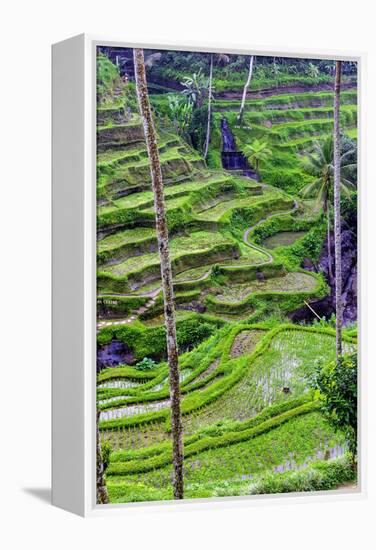 The magnificent Tegallalang Rice Terraces viewed from above in a forest of palm trees.-Greg Johnston-Framed Premier Image Canvas