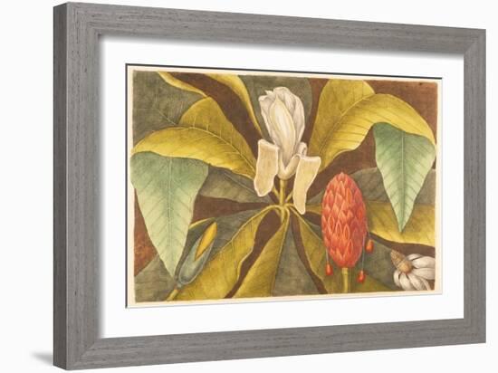 The Magnolia, Plate 68, Vol. 1 from the 'Natural History of Carolina, Florida and the Bahamas'-Mark Catesby-Framed Giclee Print