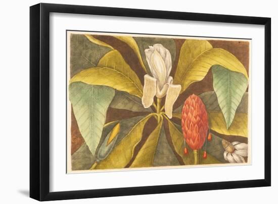 The Magnolia, Plate 68, Vol. 1 from the 'Natural History of Carolina, Florida and the Bahamas'-Mark Catesby-Framed Giclee Print