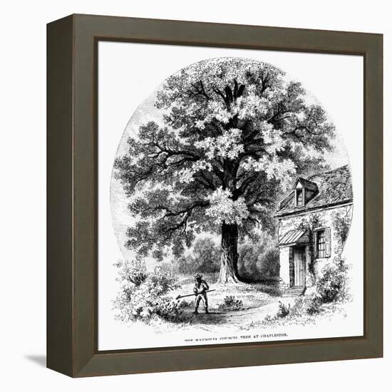 The Magnolia Tree-null-Framed Premier Image Canvas