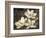 The Magnolia Tree-John Seba-Framed Premium Giclee Print