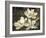 The Magnolia Tree-John Seba-Framed Art Print