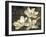 The Magnolia Tree-John Seba-Framed Art Print