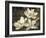 The Magnolia Tree-John Seba-Framed Art Print