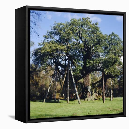 The Major Oak (Robin Hood Tree), Sherwood Forest, Nottinghamshire, England-L Bond-Framed Premier Image Canvas