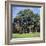 The Major Oak (Robin Hood Tree), Sherwood Forest, Nottinghamshire, England-L Bond-Framed Photographic Print