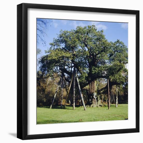 The Major Oak (Robin Hood Tree), Sherwood Forest, Nottinghamshire, England-L Bond-Framed Photographic Print