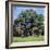 The Major Oak (Robin Hood Tree), Sherwood Forest, Nottinghamshire, England-L Bond-Framed Photographic Print