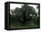 The Major Oak, Sherwood Forest, Nottinghamshire, England, United Kingdom-Jenny Pate-Framed Premier Image Canvas