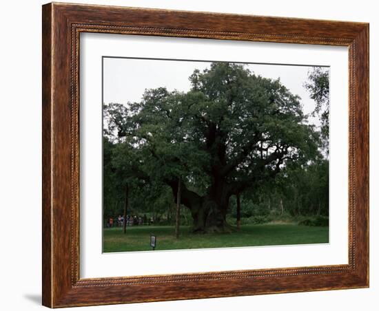 The Major Oak, Sherwood Forest, Nottinghamshire, England, United Kingdom-Jenny Pate-Framed Photographic Print
