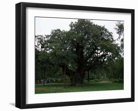 The Major Oak, Sherwood Forest, Nottinghamshire, England, United Kingdom-Jenny Pate-Framed Photographic Print