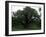 The Major Oak, Sherwood Forest, Nottinghamshire, England, United Kingdom-Jenny Pate-Framed Photographic Print