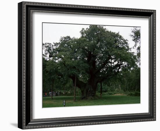 The Major Oak, Sherwood Forest, Nottinghamshire, England, United Kingdom-Jenny Pate-Framed Photographic Print