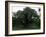 The Major Oak, Sherwood Forest, Nottinghamshire, England, United Kingdom-Jenny Pate-Framed Photographic Print