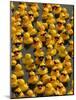 The Make-A-Wish Foundation Releases Rubber Ducks into the Ocean-null-Mounted Photographic Print