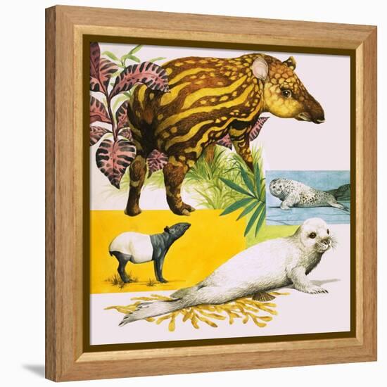 The Malayan Tapir and Atlantic Grey Seal-Eric Tansley-Framed Premier Image Canvas