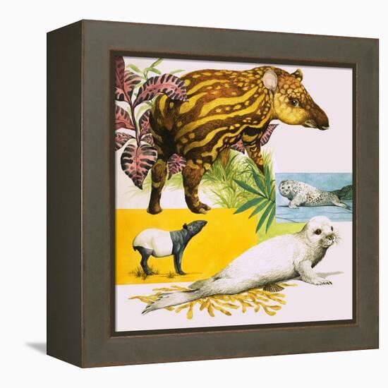 The Malayan Tapir and Atlantic Grey Seal-Eric Tansley-Framed Premier Image Canvas
