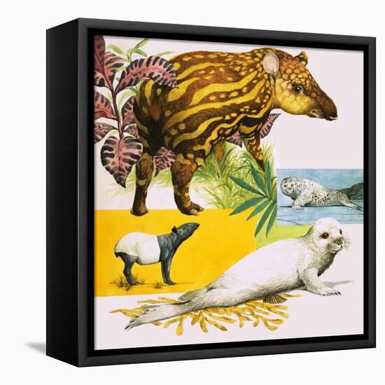 The Malayan Tapir and Atlantic Grey Seal-Eric Tansley-Framed Premier Image Canvas