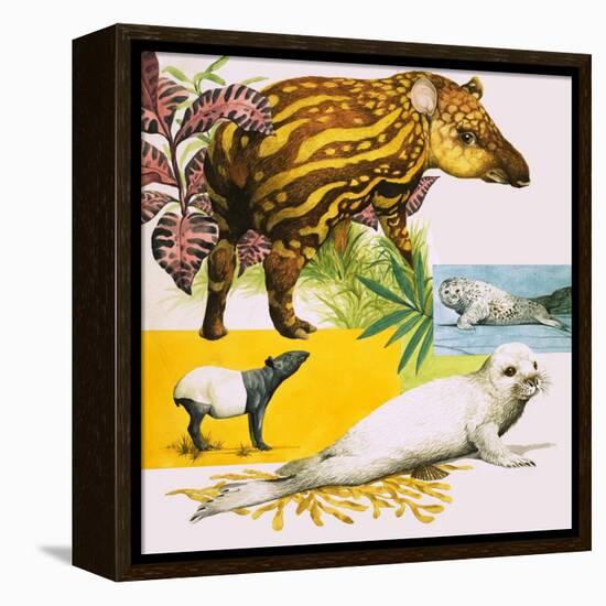 The Malayan Tapir and Atlantic Grey Seal-Eric Tansley-Framed Premier Image Canvas