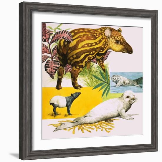 The Malayan Tapir and Atlantic Grey Seal-Eric Tansley-Framed Giclee Print