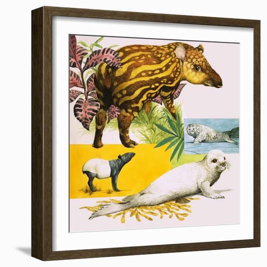 The Malayan Tapir and Atlantic Grey Seal-Eric Tansley-Framed Giclee Print