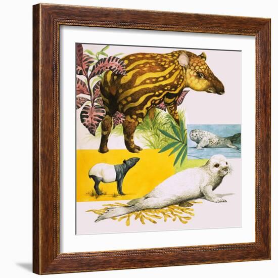 The Malayan Tapir and Atlantic Grey Seal-Eric Tansley-Framed Giclee Print