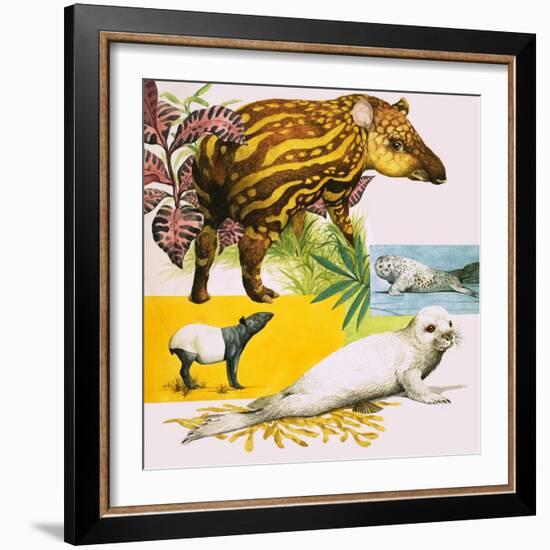 The Malayan Tapir and Atlantic Grey Seal-Eric Tansley-Framed Giclee Print