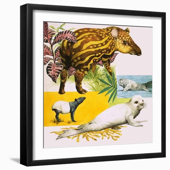 The Malayan Tapir and Atlantic Grey Seal-Eric Tansley-Framed Giclee Print