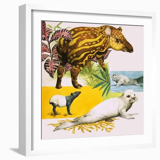 The Malayan Tapir and Atlantic Grey Seal-Eric Tansley-Framed Giclee Print