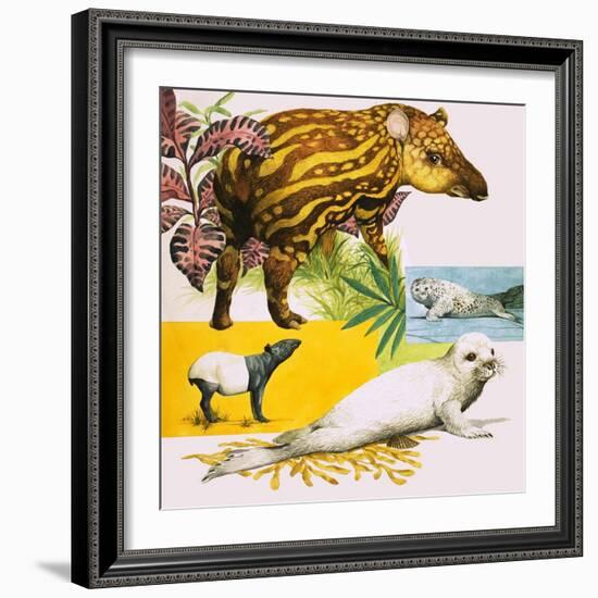 The Malayan Tapir and Atlantic Grey Seal-Eric Tansley-Framed Giclee Print