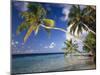 The Maldives, Palm Beach-Thonig-Mounted Photographic Print