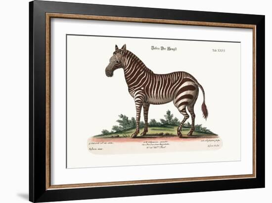The Male Zebra, 1749-73-George Edwards-Framed Giclee Print