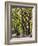 The Mall and Literary Walk with American Elm Trees Forming the Avenue Canopy, New York, USA-Gavin Hellier-Framed Photographic Print