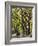 The Mall and Literary Walk with American Elm Trees Forming the Avenue Canopy, New York, USA-Gavin Hellier-Framed Photographic Print