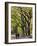 The Mall and Literary Walk with American Elm Trees Forming the Avenue Canopy, New York, USA-Gavin Hellier-Framed Photographic Print