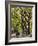 The Mall and Literary Walk with American Elm Trees Forming the Avenue Canopy, New York, USA-Gavin Hellier-Framed Photographic Print